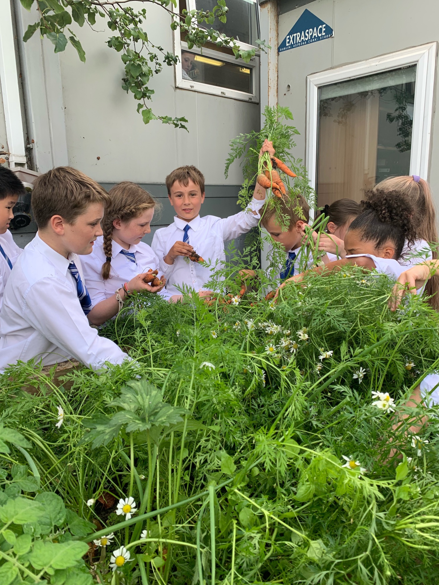 St. Andrew's College Dublin Home